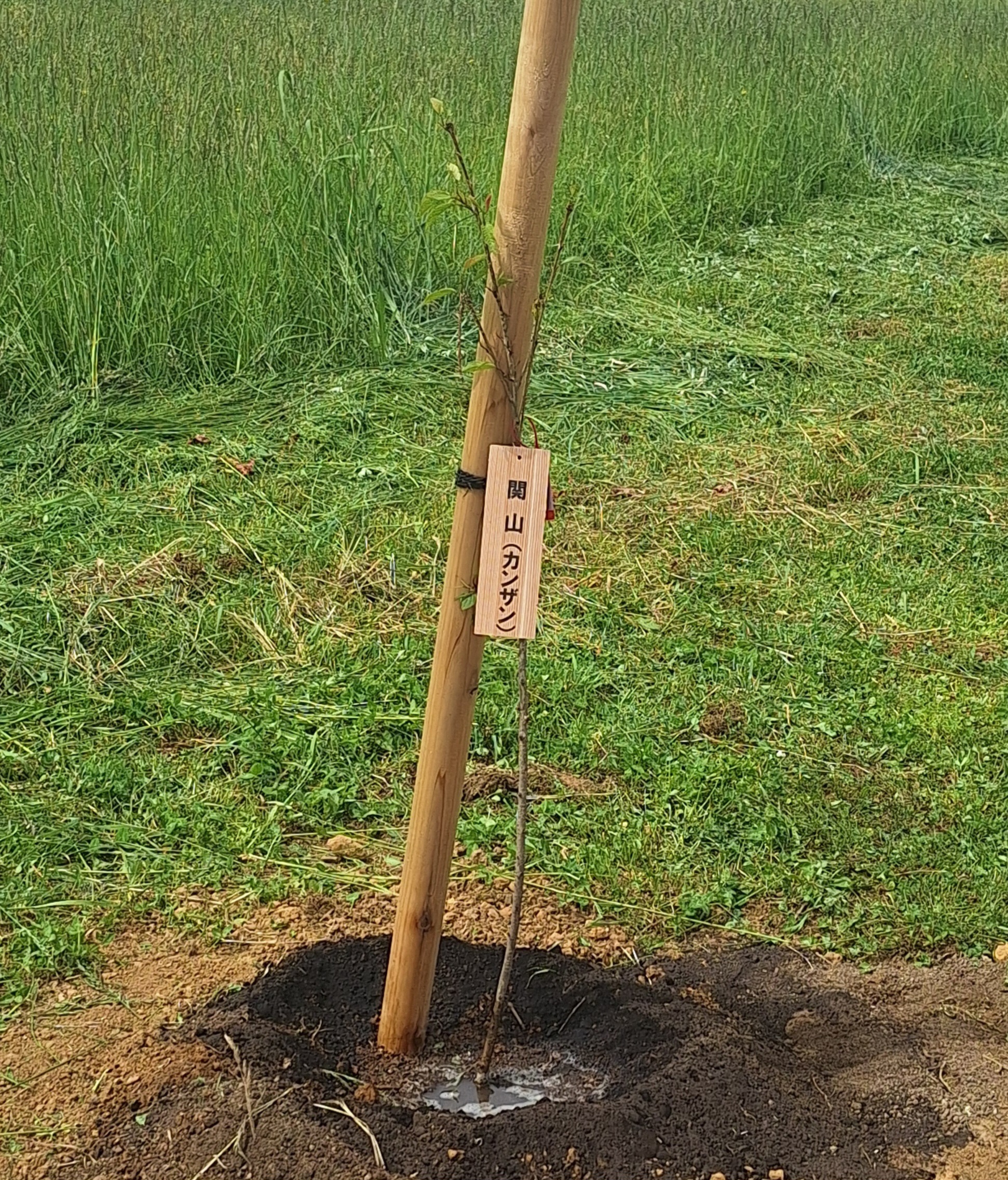 桜の苗木　植樹しました！～6/3 愛宕公園・6/6柴崎牧場にて～