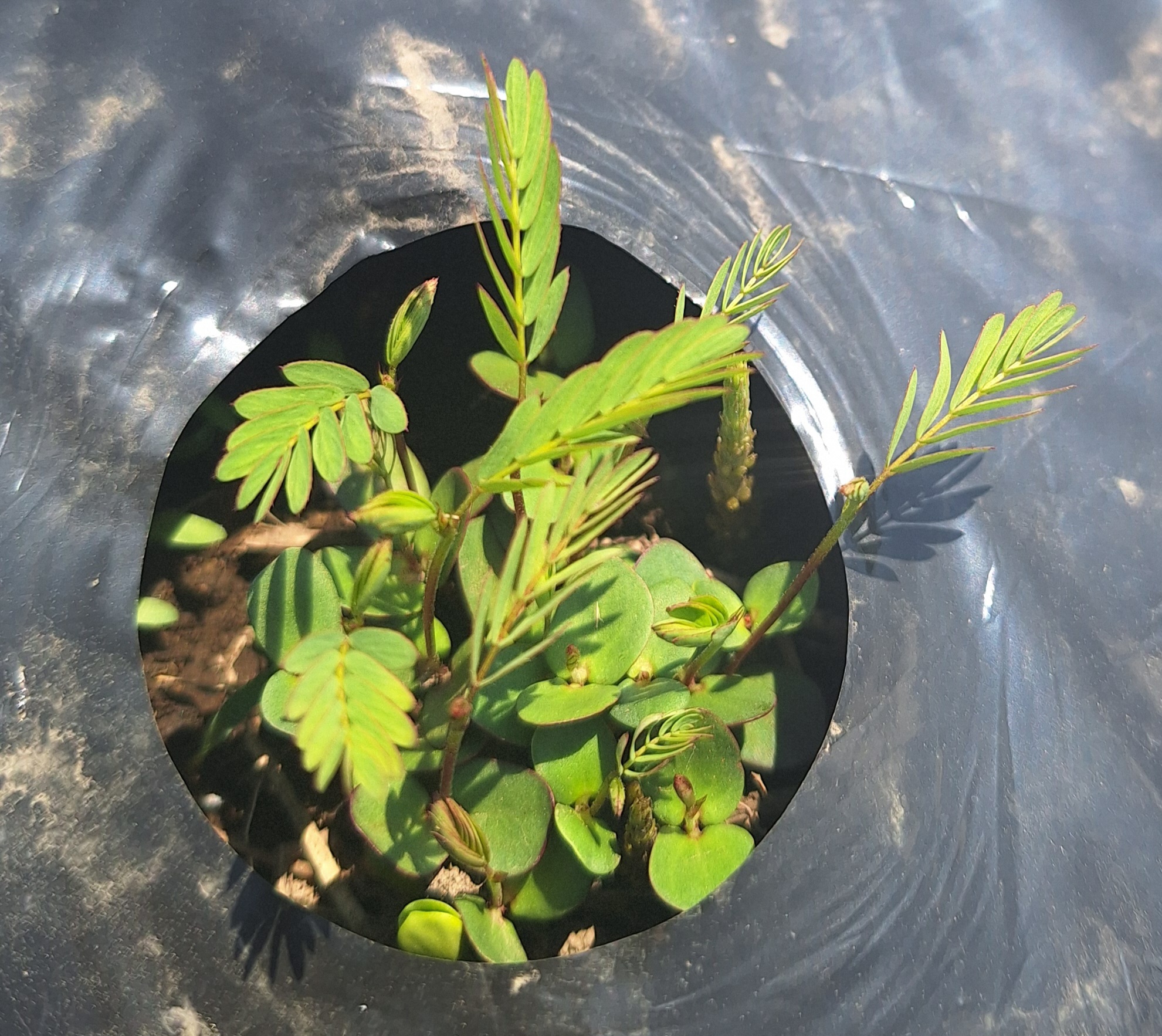 河原決明茶（カワラケツメイチャ）芽を出しました！～6/17種まきしてからのその後～