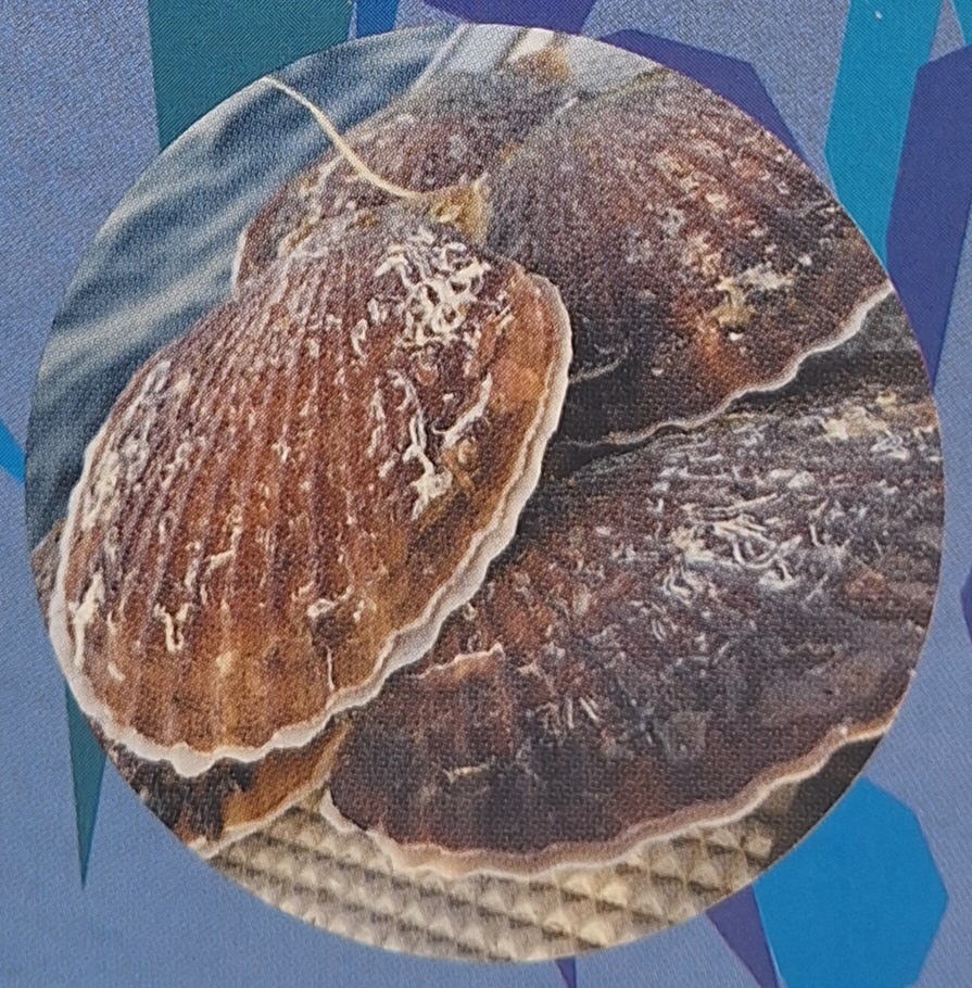 朝市のお知らせ　～7/5（土）7/19（土）開催分～　　