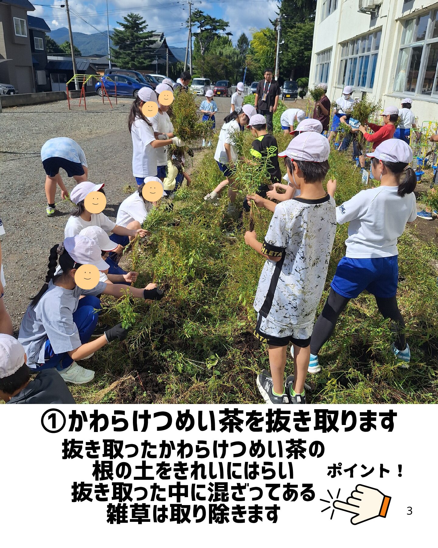 【イベント体験のお知らせ】かわらけつめい茶収穫体験～10/2　野辺地小学校の４年生の皆さんと～