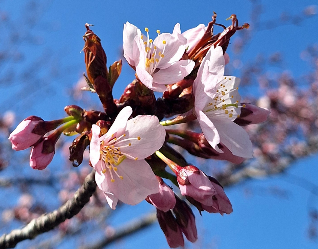 【4/18からスタートの春まつりの準備】～春まつり4/18～　愛宕公園にて～