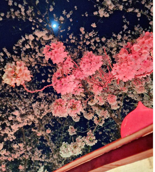 【🌸2026 春まつり さくら満開！🌸】ライトアップされた愛宕公園のさくらの様子をお伝えします！