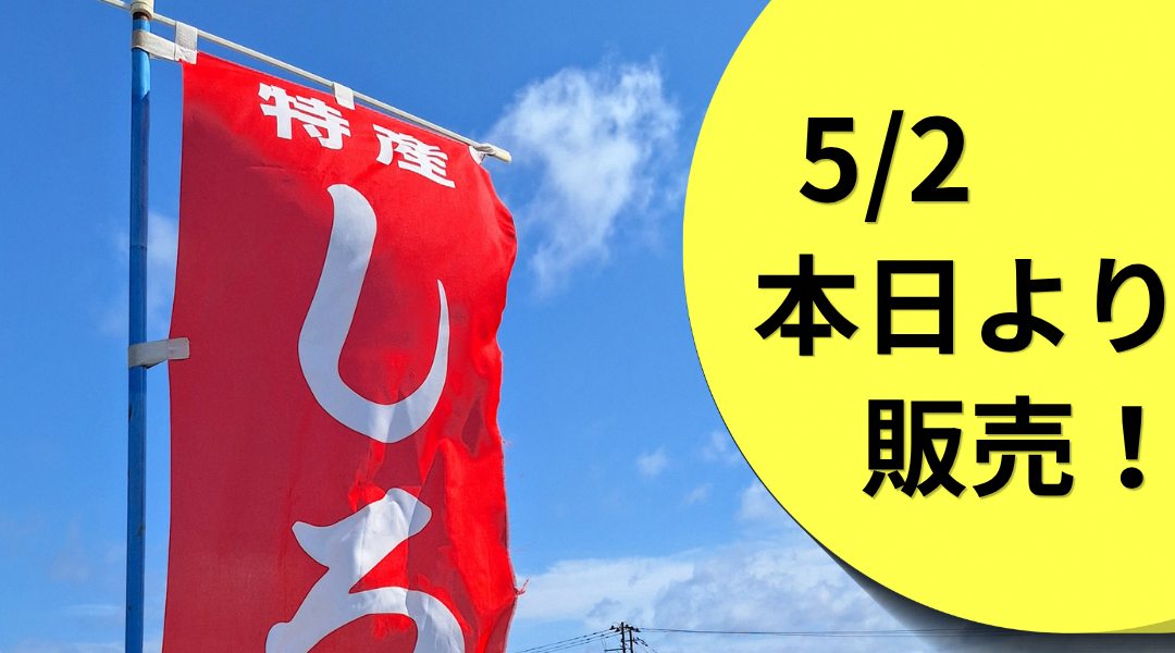 【春にしか出会えない、野辺地の旬の味覚】＼素魚（シロウオ）の販売が5月2日よりスタートします！✨／