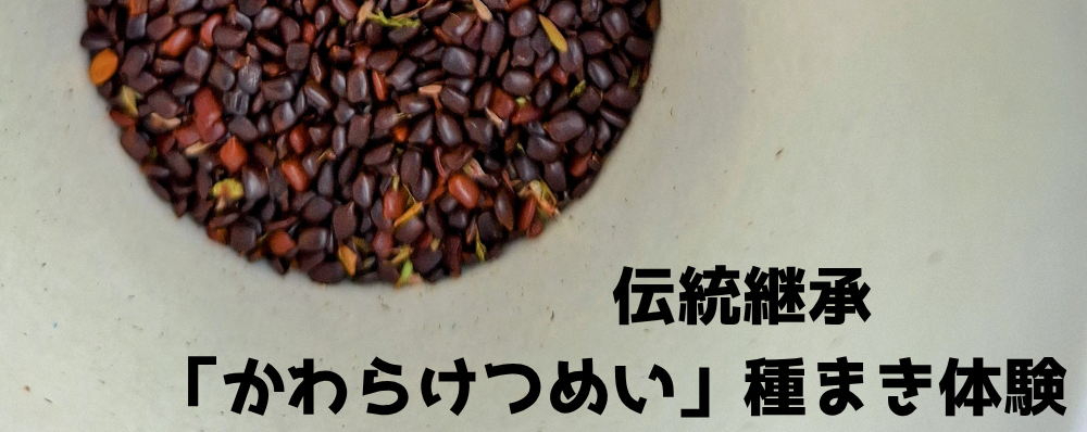 【伝統継承】～🌱野辺地町の特産品「カワラケツメイ」の種まき体験～