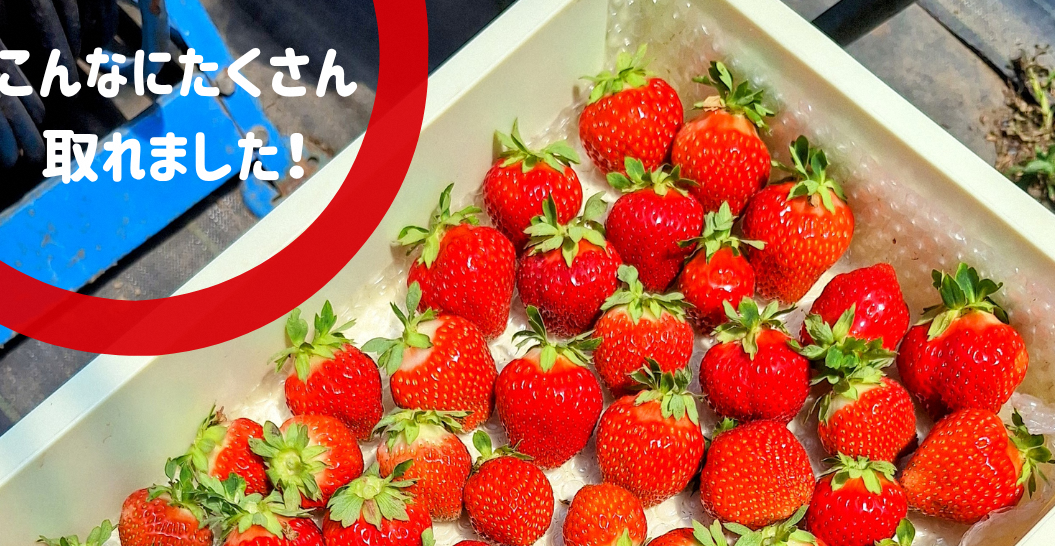 🍓高校生インターンシップ🍓6/15（月）～6/17（水）3日間のうち2日目の模様～　　