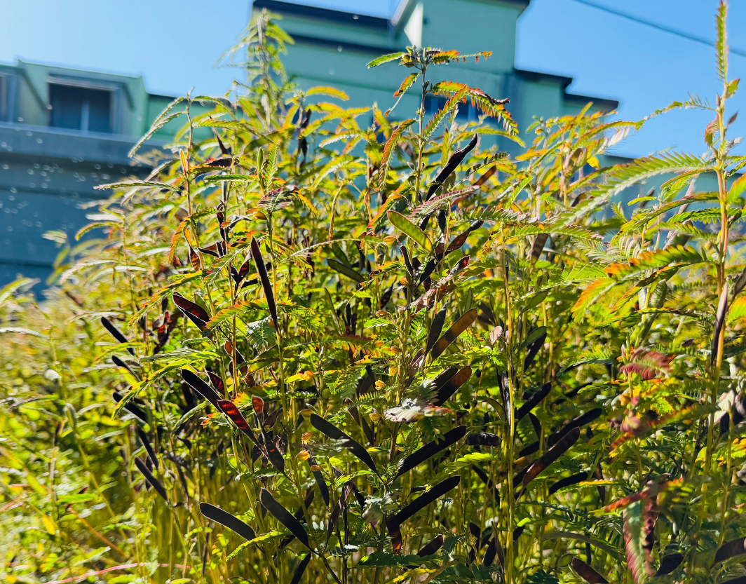 【伝統継承】６月に種まきをしたカワラケツメイ茶の収穫体験の模様～10/8㈭　若葉小学校にて～